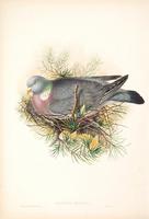 Richter after Gould Wood Pigeon, or Cuchat (Palumbus torquatus)