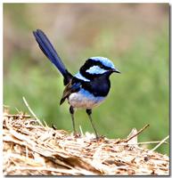 Superb Fairy-Wren(Malurus cyaneus)