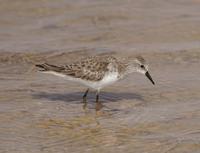 Little Stint (Calidris minuta)