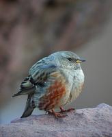 Alpine Accentor (Prunella collaris)