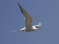 Common Tern (Sterna hirundo)