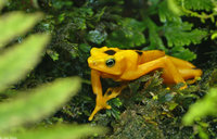 : Atelopus zeteki; Panamanian Golden Frog