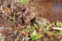 : Bufo canorus; Yosemite Toad