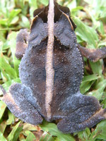 : Bufo margaritifer