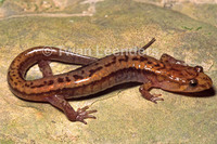 : Desmognathus ochrophaeus; Allegheny Mountain Dusky Salamander