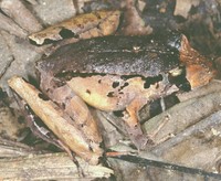 : Eleutherodactylus sp.
