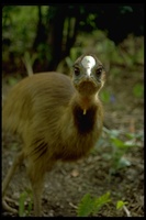 : Casuarius unappendiculatus; Northern Cassowary