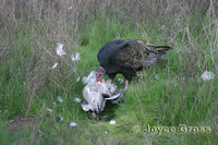 : Cathartes aura; Turkey Vulture