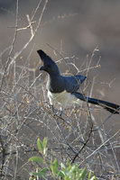 : Corythaixoides leucogaster; White Bellied Go-Away Bird