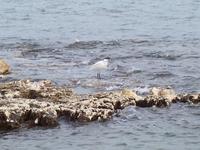 : Egretta garzetta; Little Egret