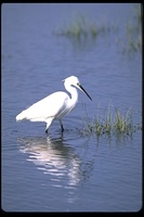 : Egretta garzetta garzetta; Little Egret