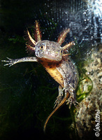 : Triturus cristatus cristatus; Great Crested Newt