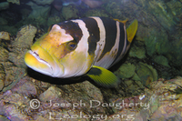 : Plectropomus laevis; Blacksaddled Coralgrouper