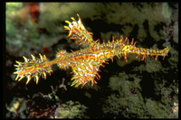 : Solenostomus paradoxus; Harequin Ghost Pipefish