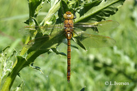 : Aeshna isosceles; Norfolk Hawker