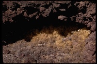 : Neotoma sp.; Pack Rat