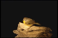 : Vermivora ruficapilla; Nashville Warbler