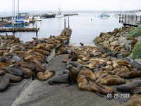 : Zalophus californianus; California Sealion