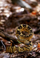 : Crotalus molossus molossus; Blacktailed Rattlesnake