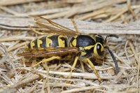 : Vespula pensylvanica; Western Yellow Jacket