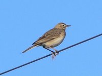 Richard's Pipit. The long hind claws are clearly visible.