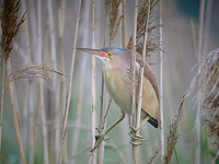 덤불해오라기 Ixobrychus sinensis | Chinese little bittern