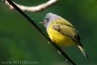 Grey-headed Flycatcher 方尾鶲