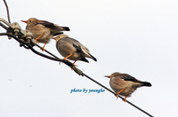 은빛찌르레기(Silky Starling )