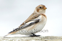 Snow Bunting Photograph by Rebecca Nason