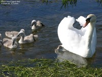 Knopsvane (Cygnus olor) Foto/billede af