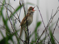 オオヨシキリ Acrocephalus orientalis Oriental Reed Warbler