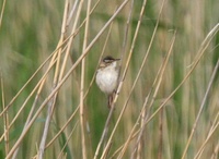 イナダヨシキリ Paddyfield Warbler Acrocephalus  agricola