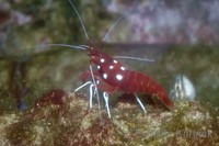 Lysmata debelius - Scarlet Cleaner Shrimp