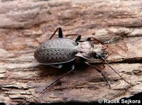 Carabus linnaei folgariacus