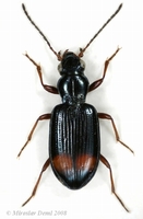 Ocydromus modestus