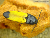 Ampedus elegantulus