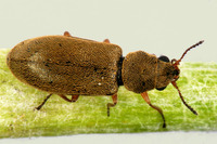 Danacea nigritarsis