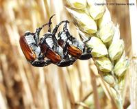 Anisoplia austriaca