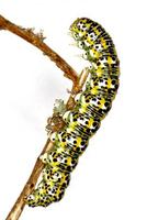 Cucullia achilleae