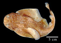 Squatina dumeril, Sand devil: fisheries