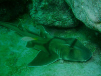 Heterodontus portusjacksoni, Port Jackson shark: fisheries, aquarium