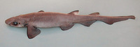 Galeus murinus, Mouse catshark: