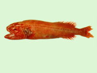 Barbourisia rufa, Velvet whalefish: