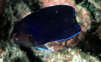 Centropyge flavicauda, Whitetail angelfish: aquarium