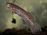 Aphyosemion cyanostictum, Gabon jewelfish: aquarium