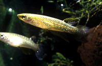 Aplocheilus parvus, Dwarf panchax: aquarium