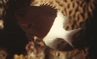 Chromis dimidiata, Chocolatedip chromis: aquarium