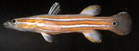 Rainfordia opercularis, Flathead perch: