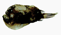 Himantolophus albinares, :