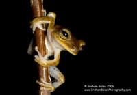 Spotted-thighed Tree Frog - Hlya faciata